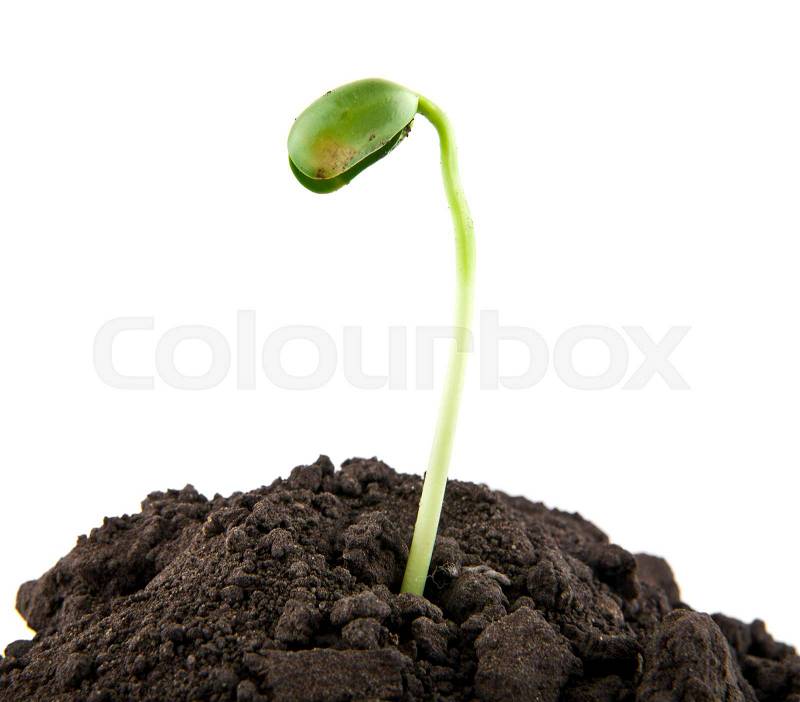 Young seedlings in the soil soil on a white background closeup, stock photo