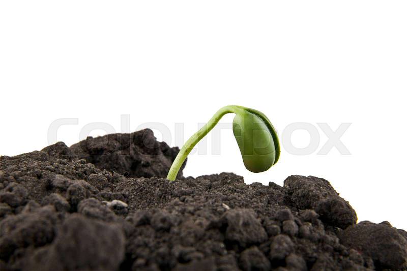 Young seedlings in the soil soil on a white background closeup, stock photo
