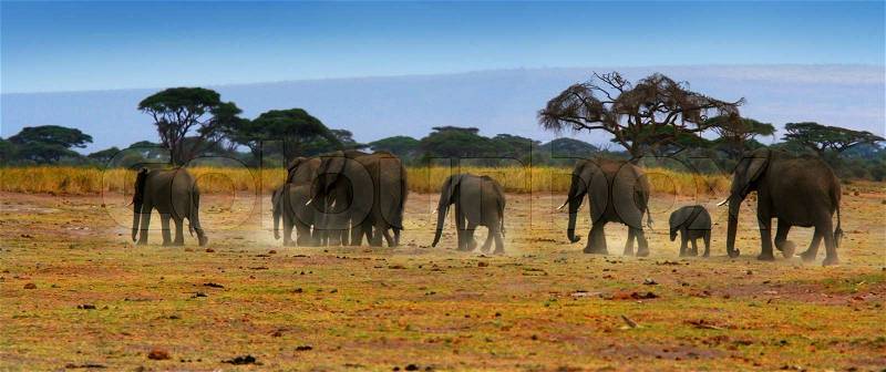 African safari, wild elephants family and panoramic landscape of Amboseli National Park, Kenya, stock photo