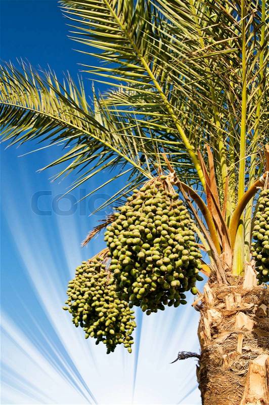 Date palm with bunches of dates, stock photo