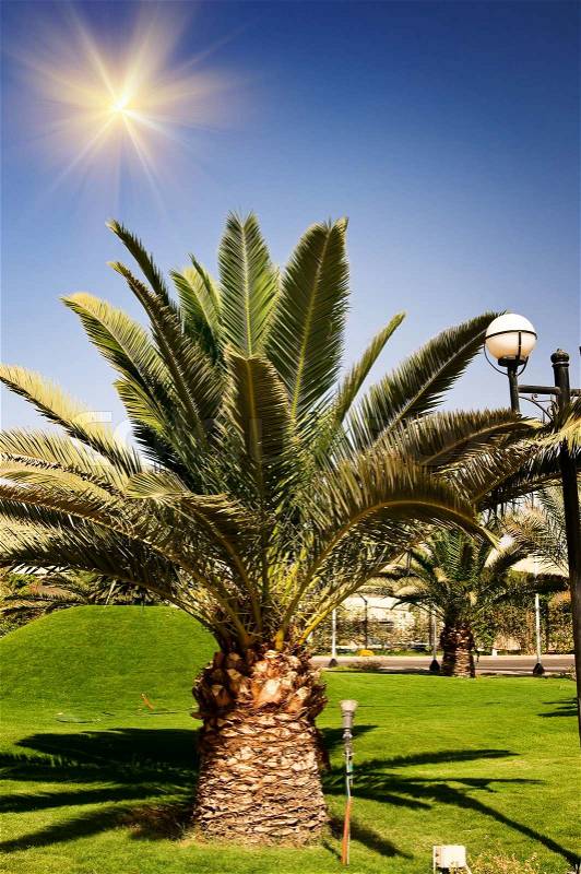 Wonderful green palm against blue sky, stock photo