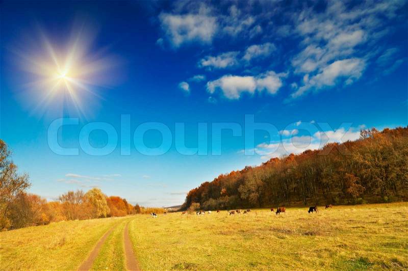 Cows on autumn pasture and fun sun in the sky, stock photo