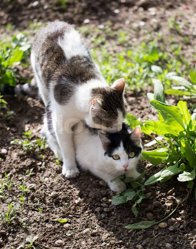Cats make love in the spring outdoors , stock photo