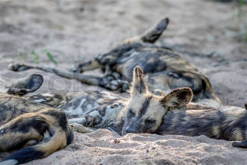 Pack of African wild dogs laying in the sand in the Kruger National Park, South Africa, stock photo