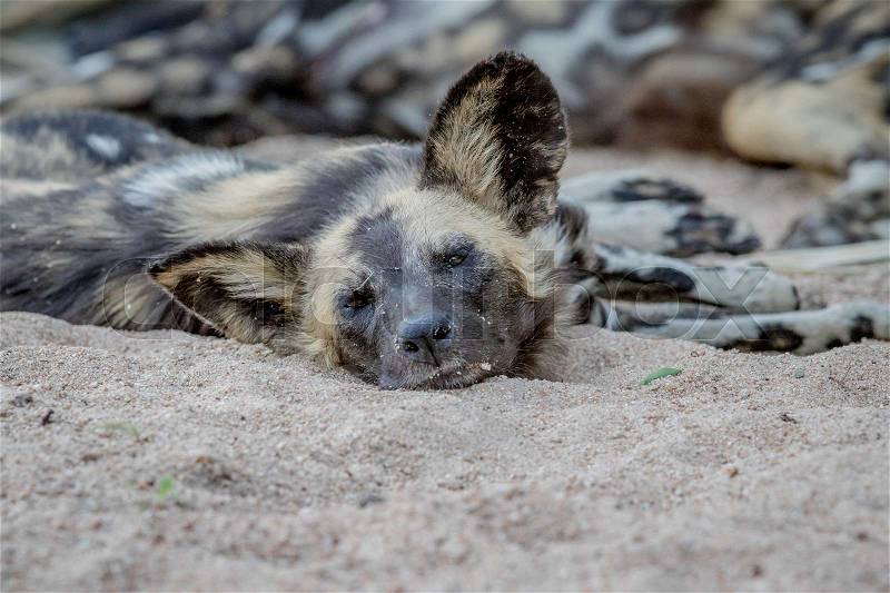 African wild dog laying in the sand and starring at the camera in the Kruger National Park, South Africa, stock photo