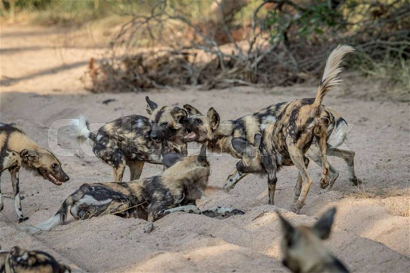 Pack of African wild dogs playing in the sand in the Kruger National Park, South Africa, stock photo