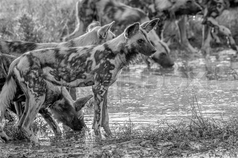 Pack of African wild dogs drinking in black and white in the Kruger National Park, South Africa, stock photo