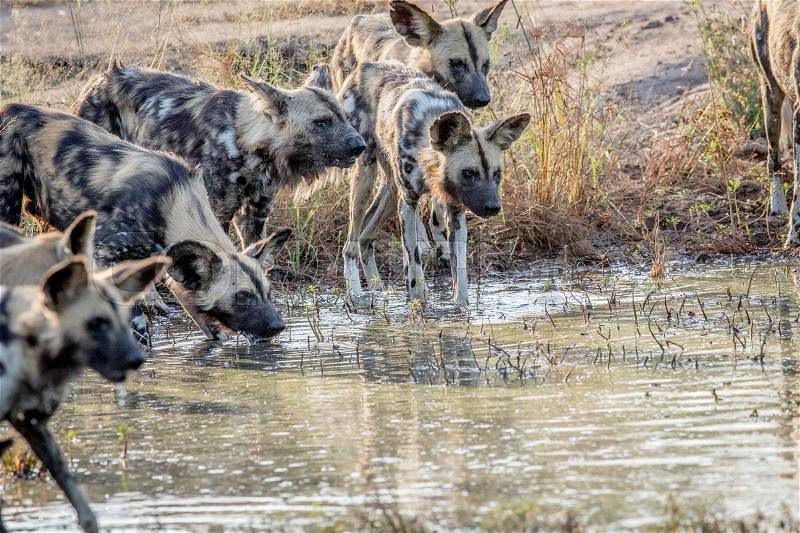 Pack of African wild dogs drinking in the Kruger National Park, South Africa, stock photo
