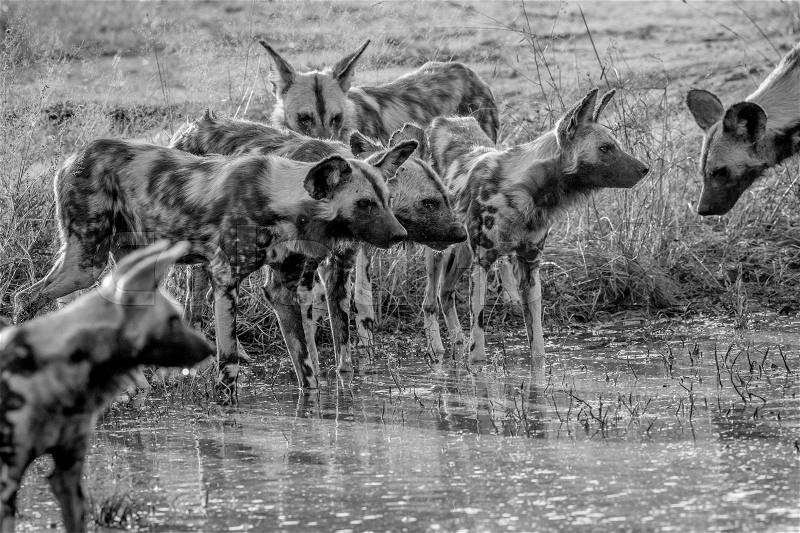 Pack of African wild dogs drinking in black and white in the Kruger National Park, South Africa, stock photo