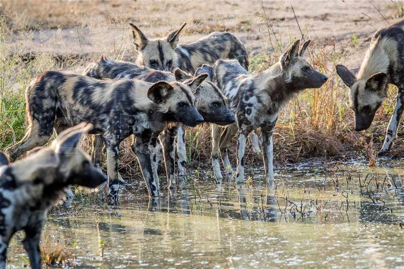 Pack of African wild dogs drinking in the Kruger National Park, South Africa, stock photo