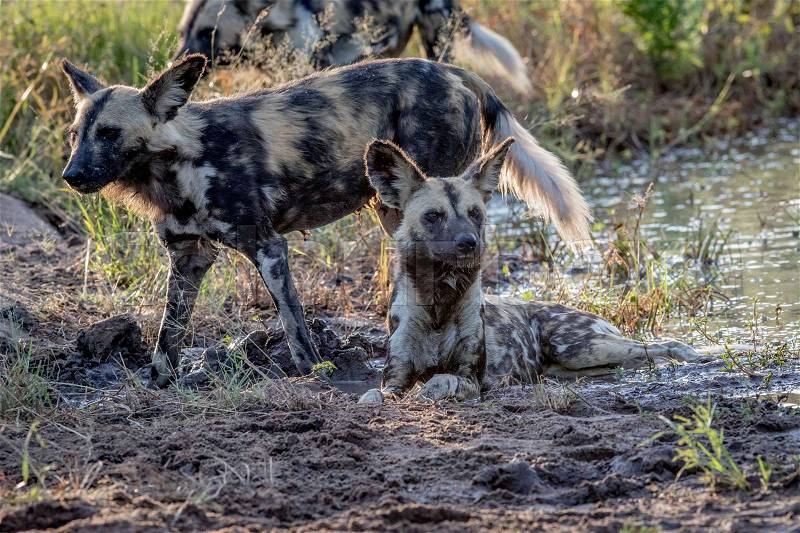African wild dog laying in the sand and looking in the Kruger National Park, South Africa, stock photo