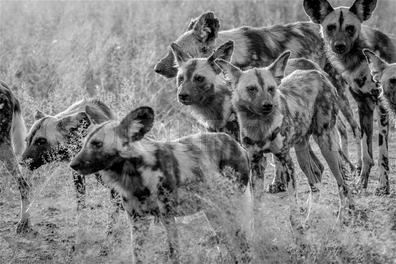 Pack of African wild dogs walking in the sand in black and white in the Kruger National Park, South Africa, stock photo
