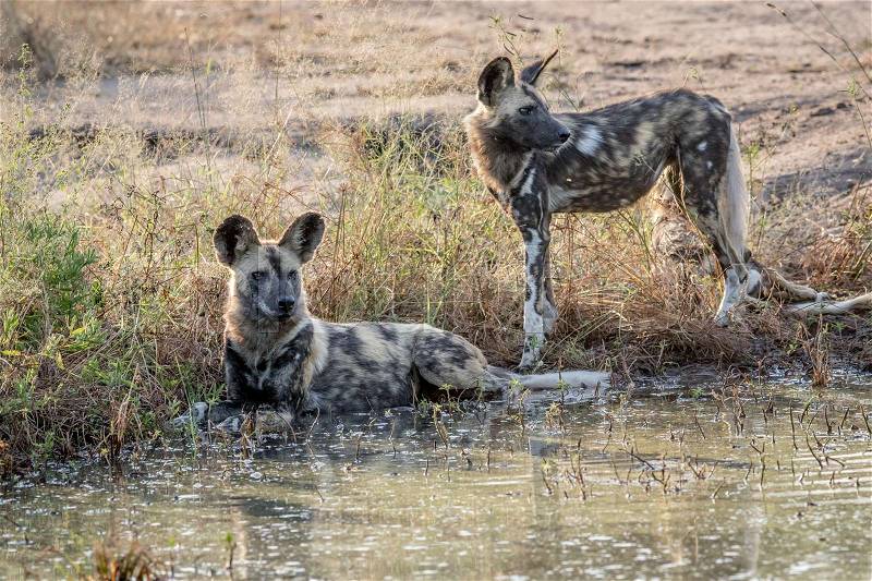 Two African wild dogs next to the water in the Kruger National Park, South Africa, stock photo