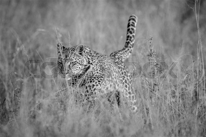 Leopard pouncing in the high grass in black and white in the Kruger National Park, South Africa, stock photo