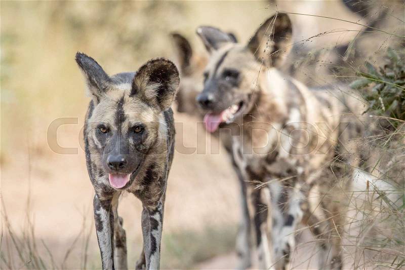 African wild dogs walking towards the camera in the Kruger National Park, South Africa, stock photo