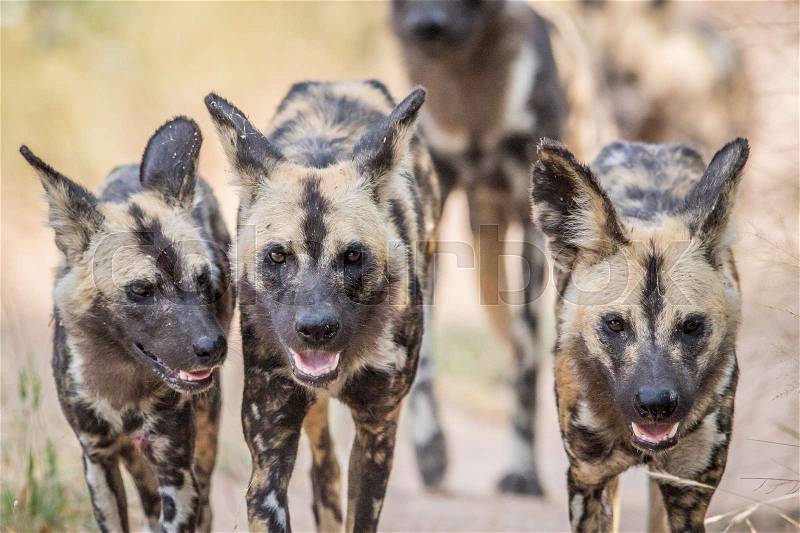 African wild dogs walking towards the camera in the Kruger National Park, South Africa, stock photo