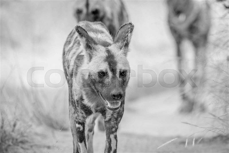 African wild dogs walking towards the camera in black and white in the Kruger National Park, South Africa, stock photo