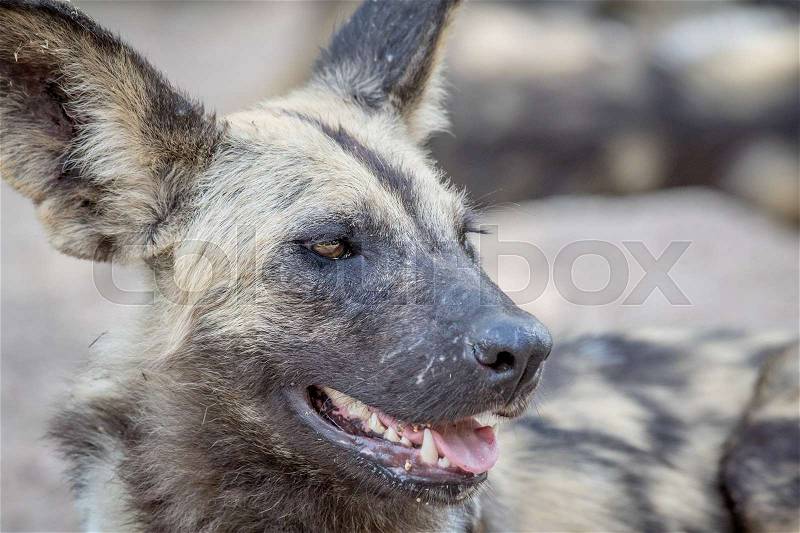 Side profile of an African wild dog laying in the sand in the Kruger National Park, South Africa, stock photo
