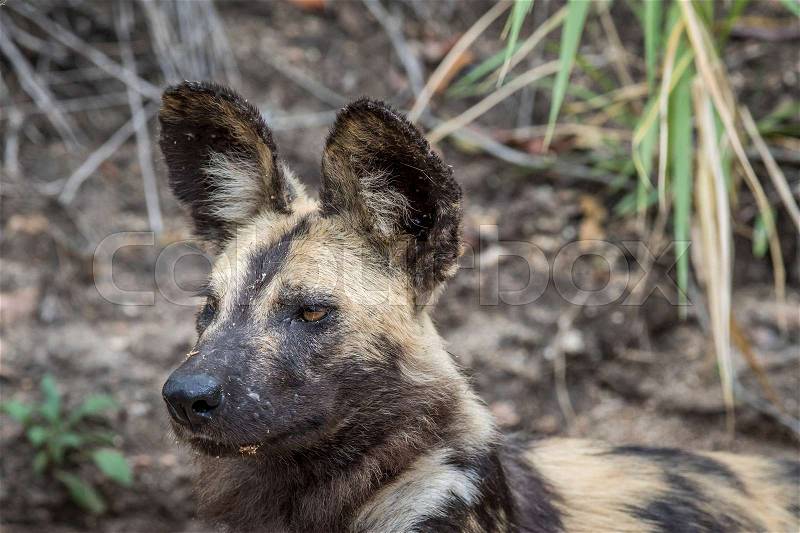 Side profile of an African wild dog laying in the sand in the Kruger National Park, South Africa, stock photo