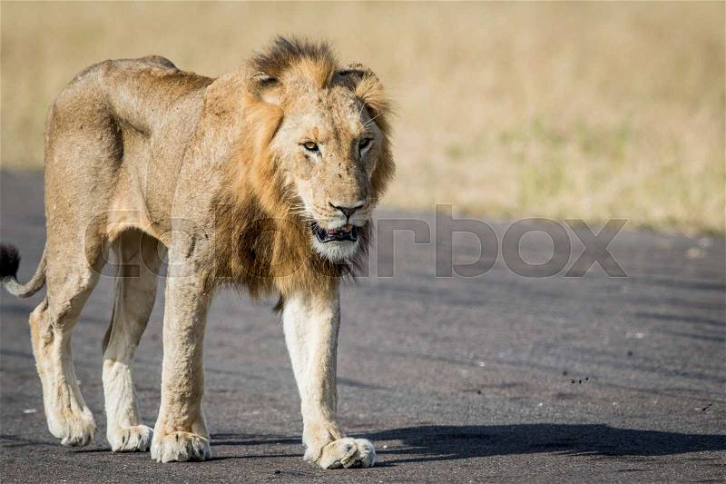 Young male Lion walking on an Airstrip in the Kruger National Park, South Africa, stock photo