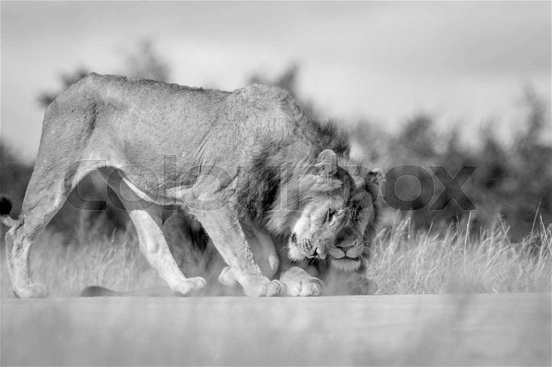 Two young male Lions bonding in black and white in the Kruger National Park, South Africa, stock photo