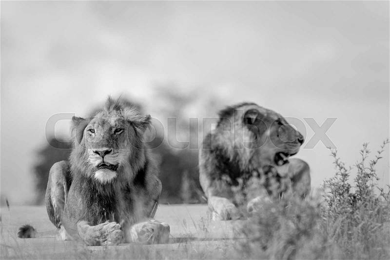 Two young male Lion brothers in black and white in the Kruger National Park, South Africa, stock photo