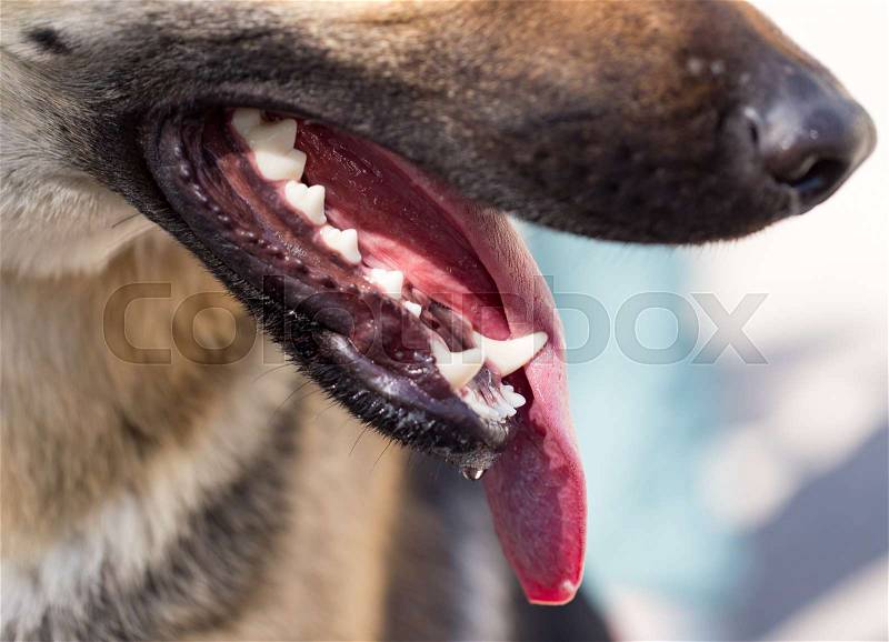 The mouth of a dog with teeth and tongue , stock photo