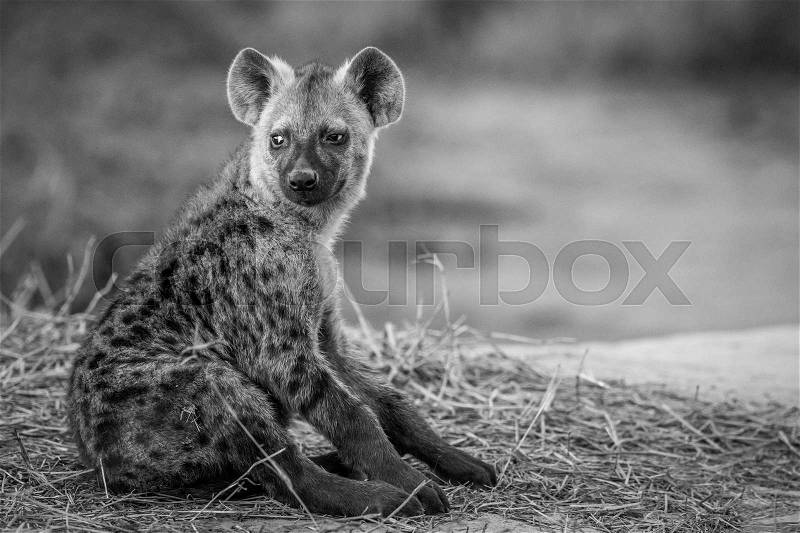 Young Spotted hyena sitting down in black and white in the Chobe National Park, Botswana, stock photo
