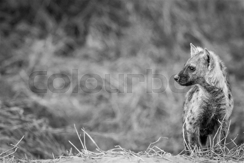 Young Spotted hyena starring in black and white in the Chobe National Park, Botswana, stock photo