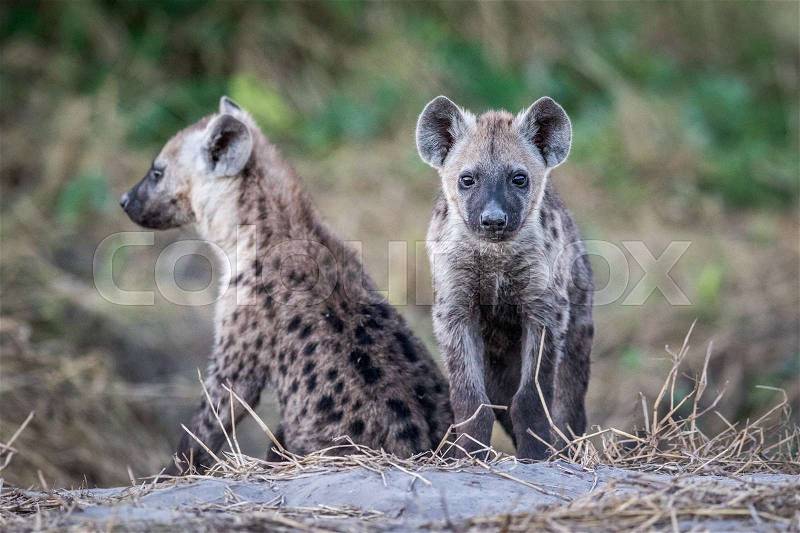 Two young Spotted hyenas sitting down in the Chobe National Park, Botswana, stock photo