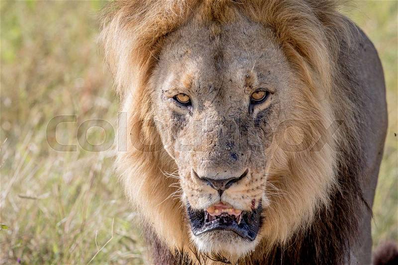 Big male Lion starring at the camera in the Chobe National Park, Botswana, stock photo