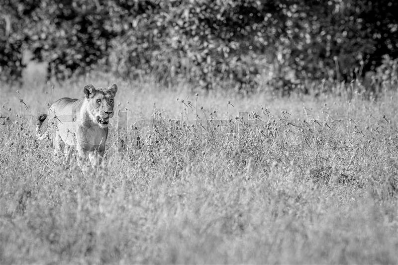Lion walking in the high grass in black and white in the Chobe National Park, Botswana, stock photo