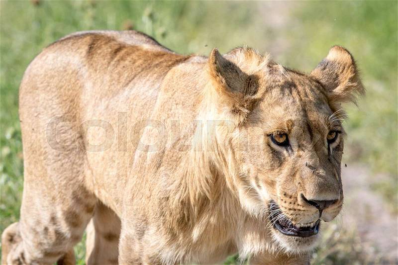 Side profile of a Lion in the Chobe National Park, Botswana, stock photo