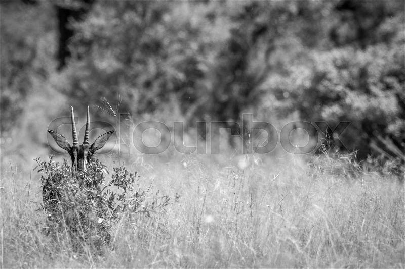 Young Sable antelope hiding behind a bush in black and white in the Hwange National Park, Zimbabwe, stock photo