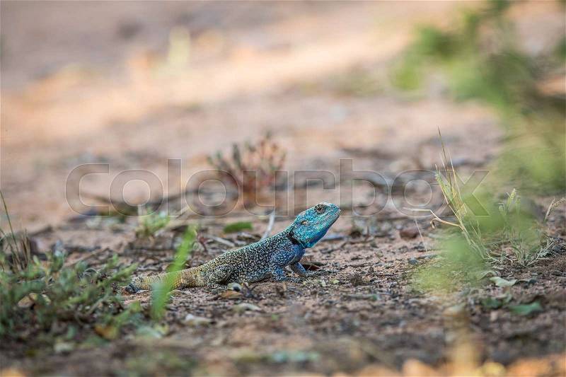 Southern tree agama on the ground in the Marakele National Park, South Africa, stock photo