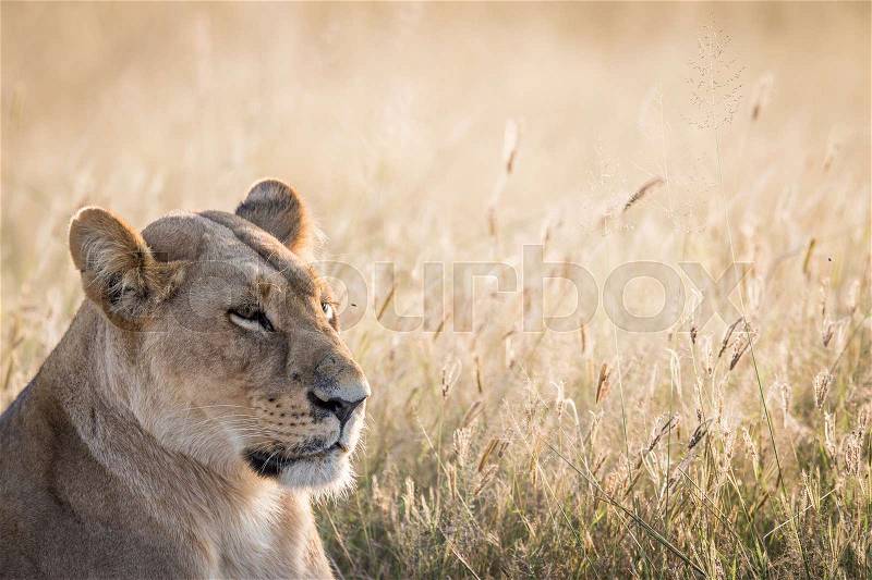 Side profile of a Lion in the Chobe National Park, Botswana, stock photo