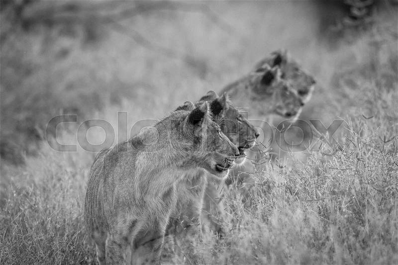 Side profile of four Lions in black and white in the Chobe National Park, Botswana, stock photo