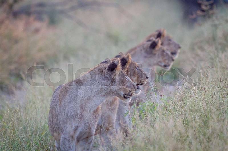 Side profile of four Lions in the Chobe National Park, Botswana, stock photo