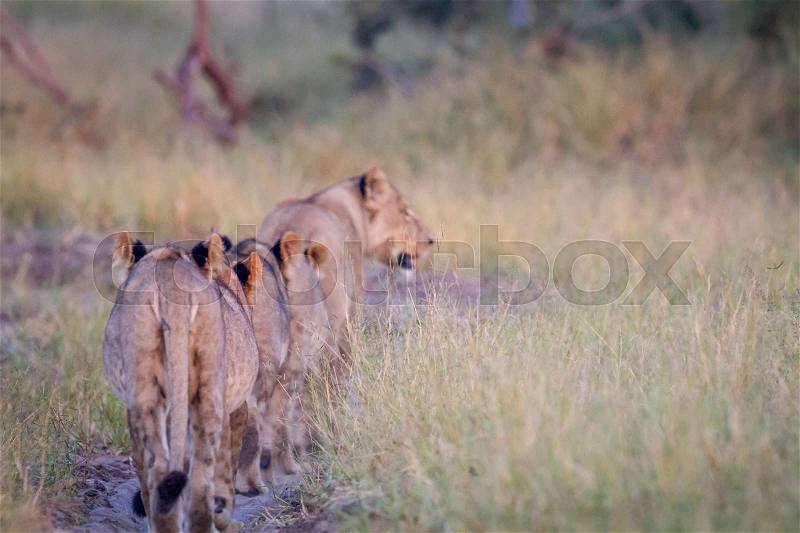 Group of Lions walking away from the camera in the Chobe National Park, Botswana, stock photo