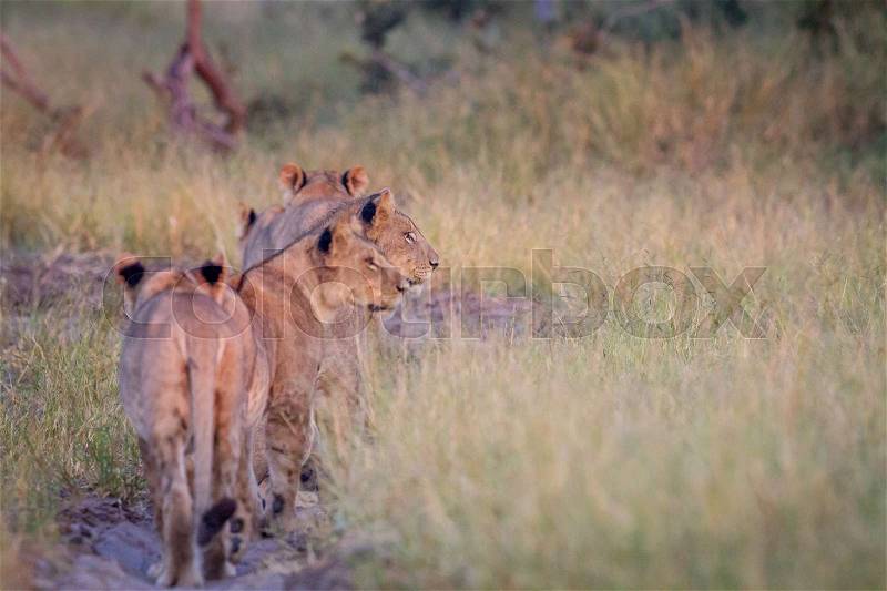 Group of Lions walking away from the camera in the Chobe National Park, Botswana, stock photo