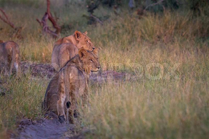 Side profiles of a group of Lions in the Chobe National Park, Botswana, stock photo