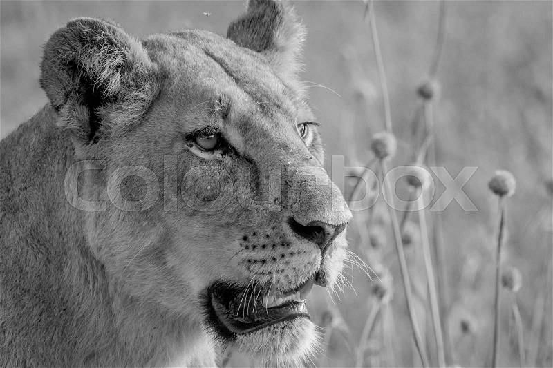 Side profile of a Lion in black and white in the Chobe National Park, Botswana, stock photo
