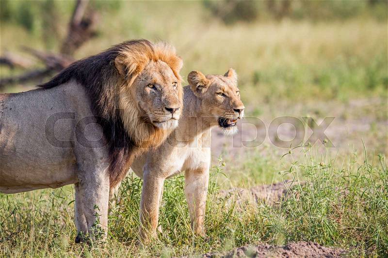 Lion couple standing in the grass in the Chobe National Park, Botswana, stock photo
