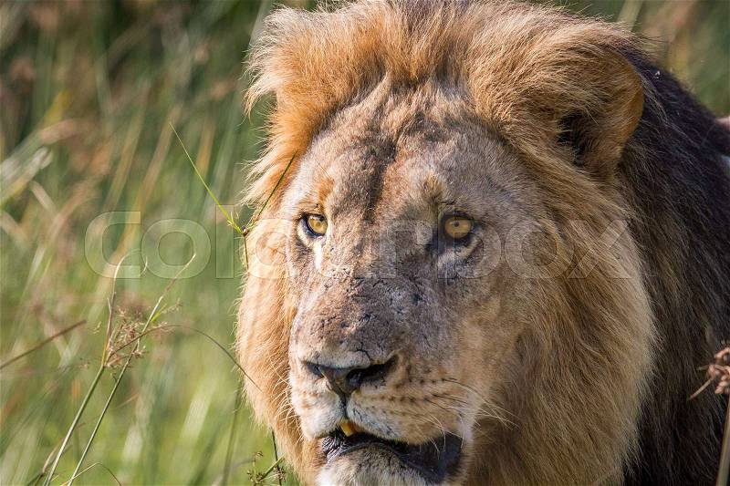 Side profile of a big male Lion in the Chobe National Park, Botswana, stock photo
