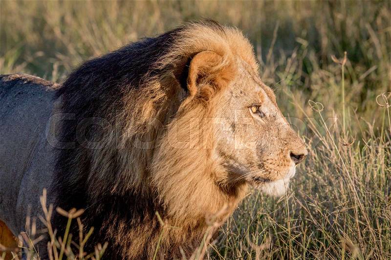 Side profile of a male Lion in the Chobe National Park, Botswana, stock photo