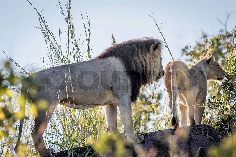 Lion couple standing on a rock in the Chobe National Park, Botswana, stock photo