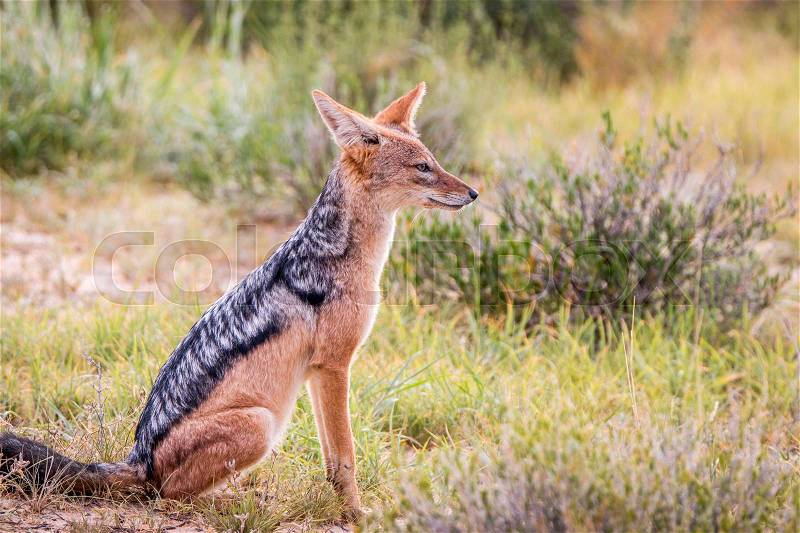 Side profile of a sitting Black-backed jackal in the Kgalagadi Transfrontier Park, South Africa, stock photo