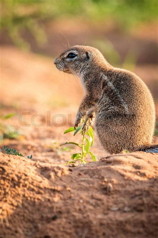 Side profile of a Ground squirrel in the Kgalagadi Transfrontier Park, South Africa, stock photo