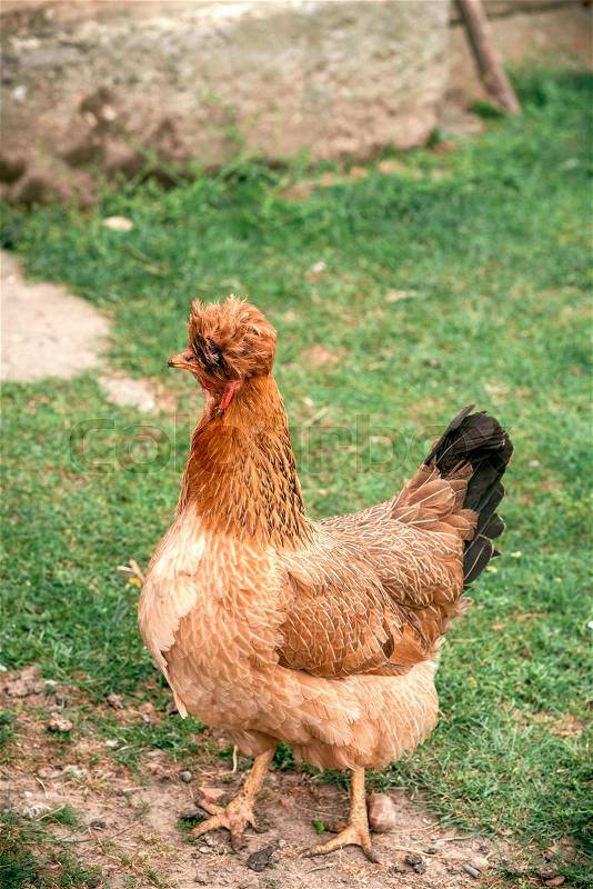 Chicken with funny hair outdoor,selective focus , stock photo