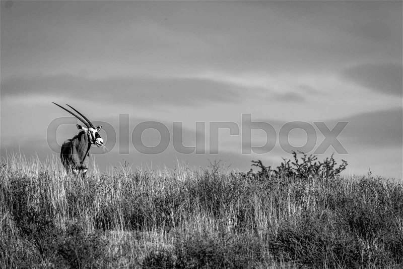 Oryx standing on a ridge and starring in black and white in the Kgalagadi Transfrontier Park, South Africa, stock photo
